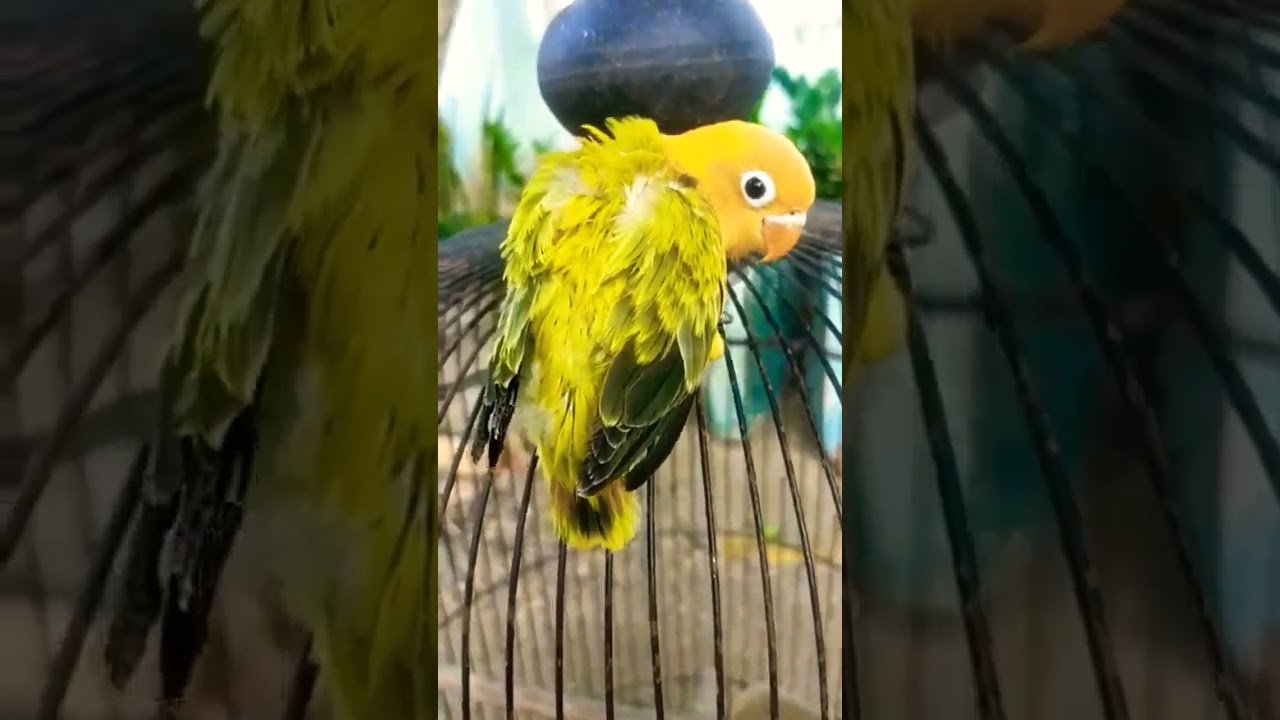 Lovebird biola Ewing YF