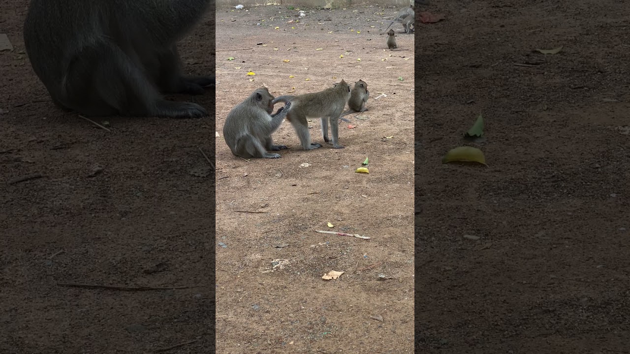 Lovely monkey meeting short video #shorts #adorable #monkey #cute #animals #babymonkey #poormonkey