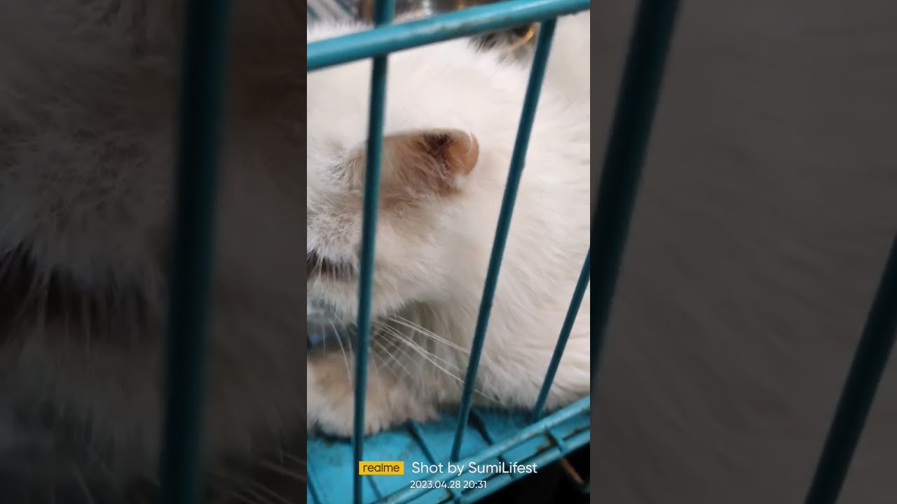 Lovely pusy #viral #trending billu #pusy cat #good night