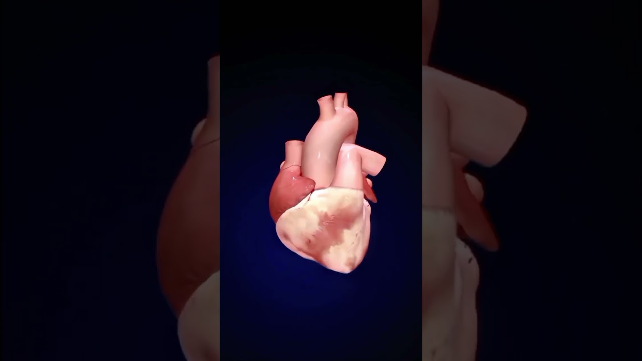 LUB_DUB heart sound|Heart movement sound #heartbeat #heartsound #cardiccycle#shorts #trending