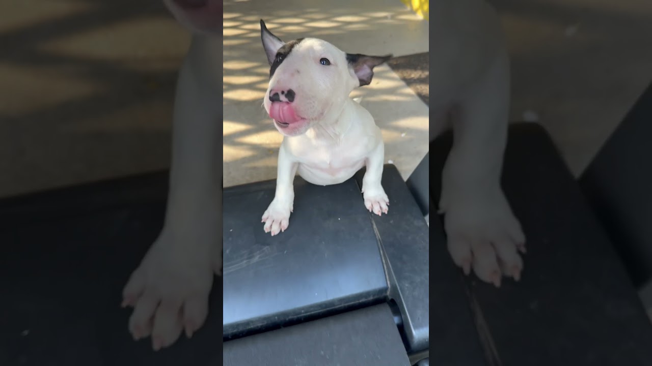 Lucero Bull Terrier #dog #bullterrier #bullet #pitbull #love #puppy #beautiful #bulldog #chihuahua