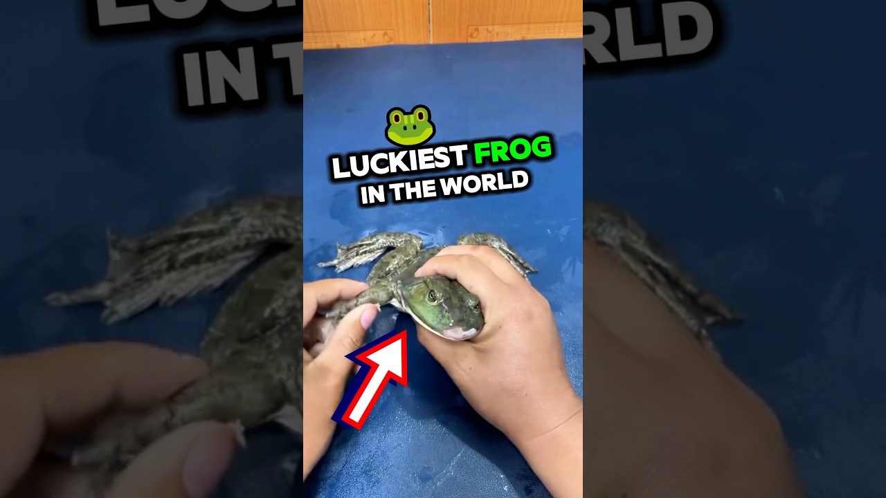 Luckiest Frog in The World 😲😲