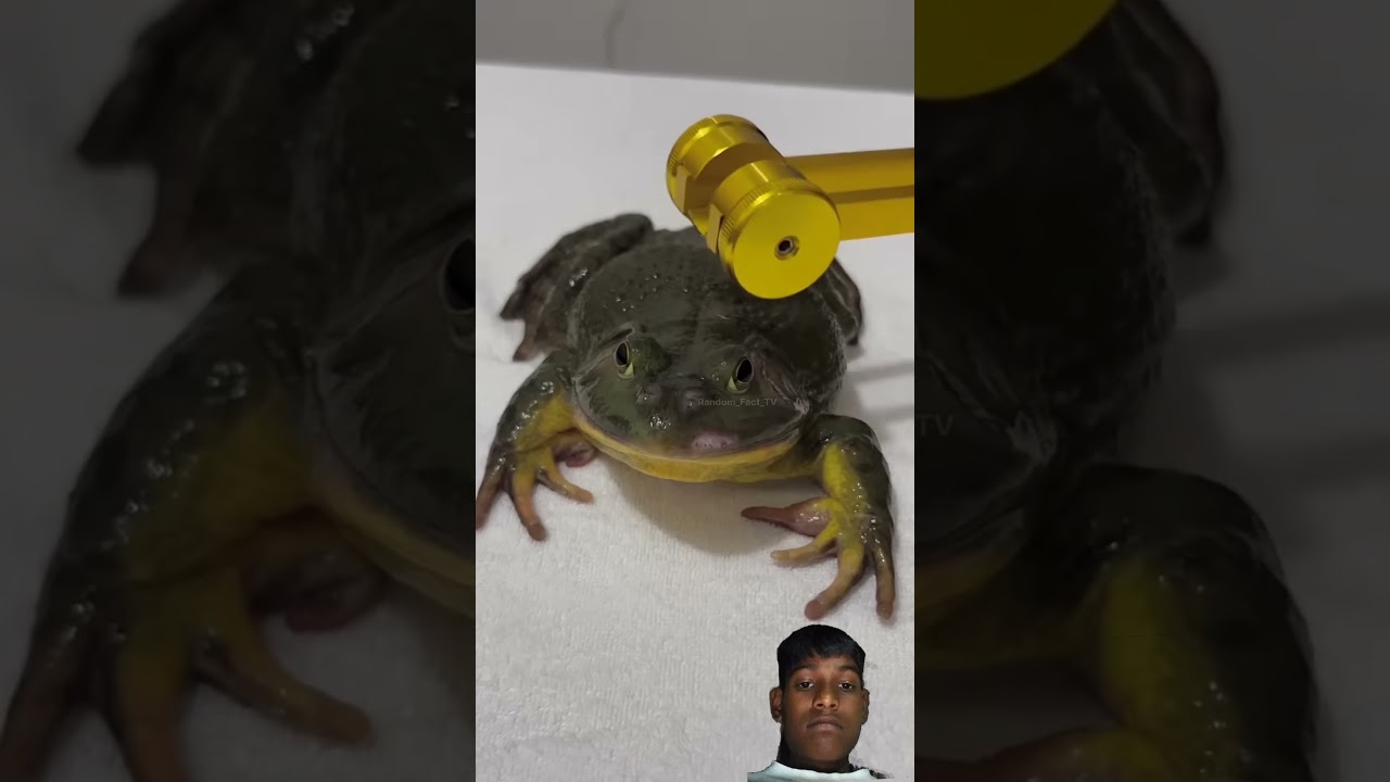Luckiest Frog You’ll Ever See! 🐸💥 #shorts
