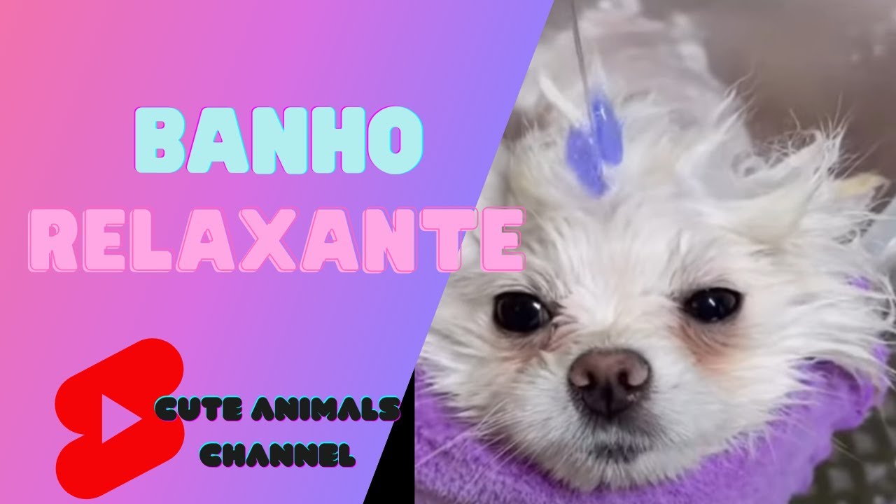 Lulu da Pomerânia tomando banho relaxante #shorts