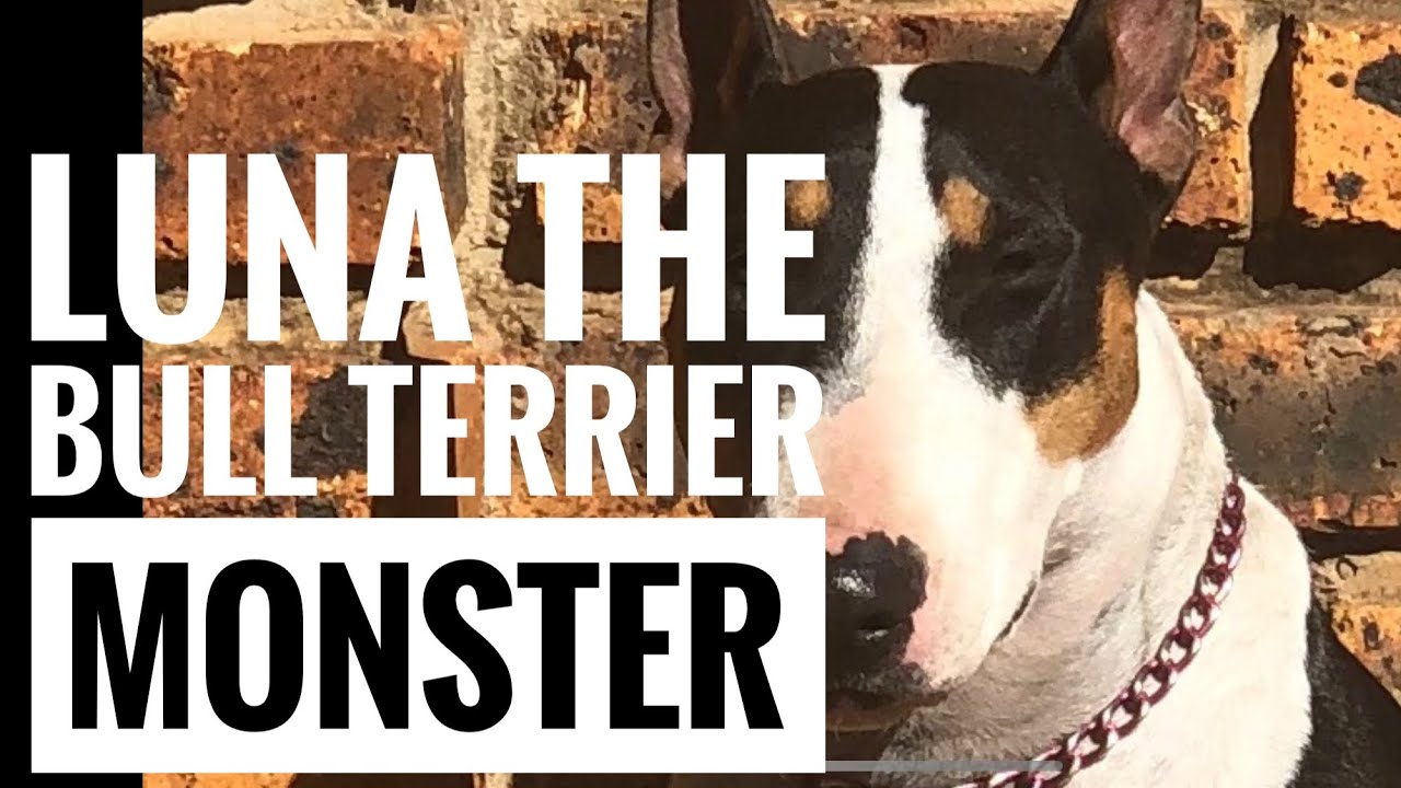 LUNA - THE BULL TERRIER MONSTER!! (Not)