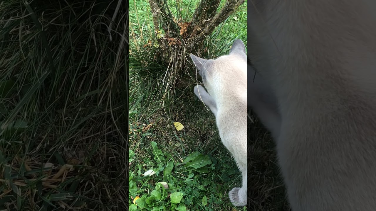 Luna cat catches a mouse and Batti cat tries to steal it