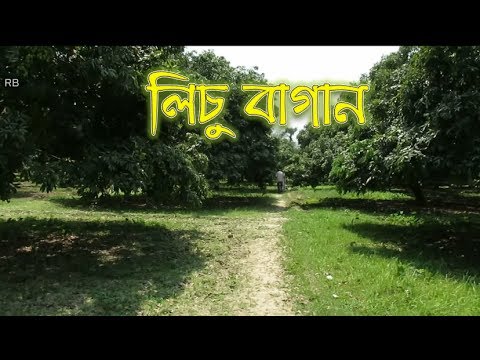 Lychee Garden Bangladesh.