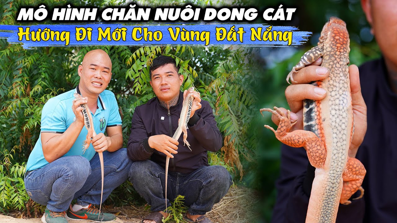 MÔ HÌNH NUÔI DONG CÁT, HƯỚNG ĐI MỚI CHO VÙNG ĐẤT NẮNG