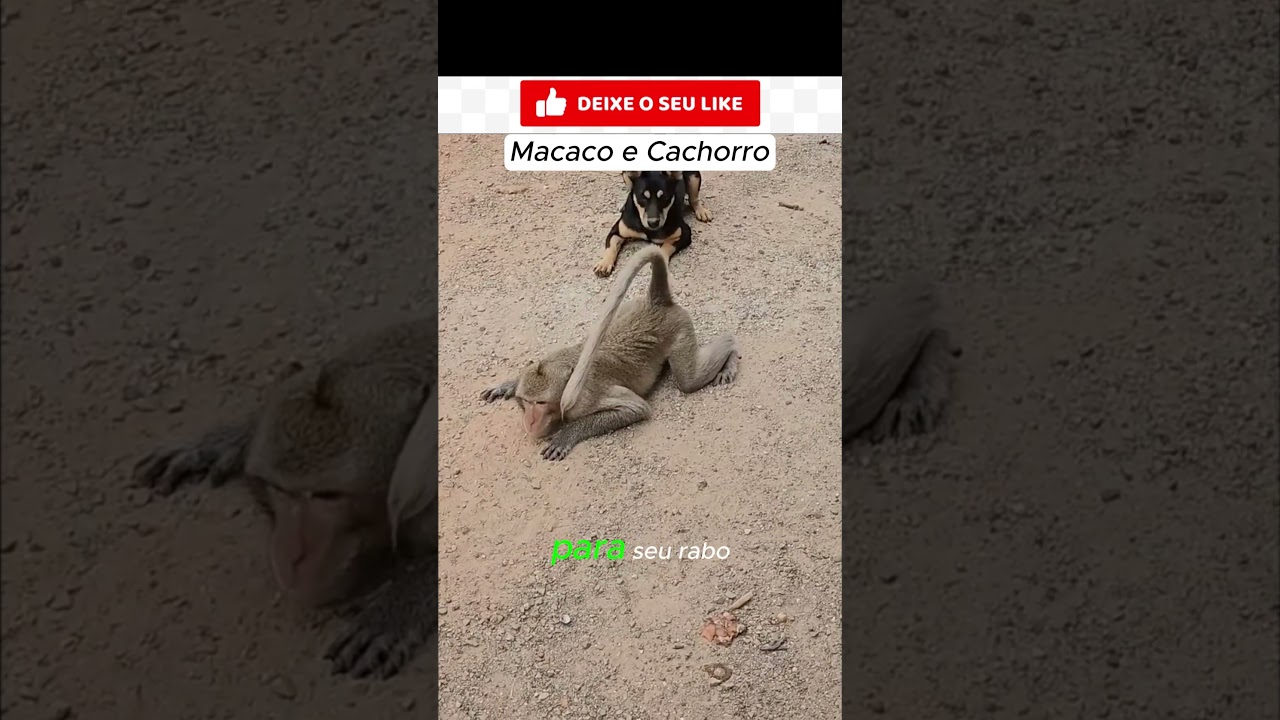 MACACO E CACHORRO - S.J.Leandro                #shorts #macaco #cachorro