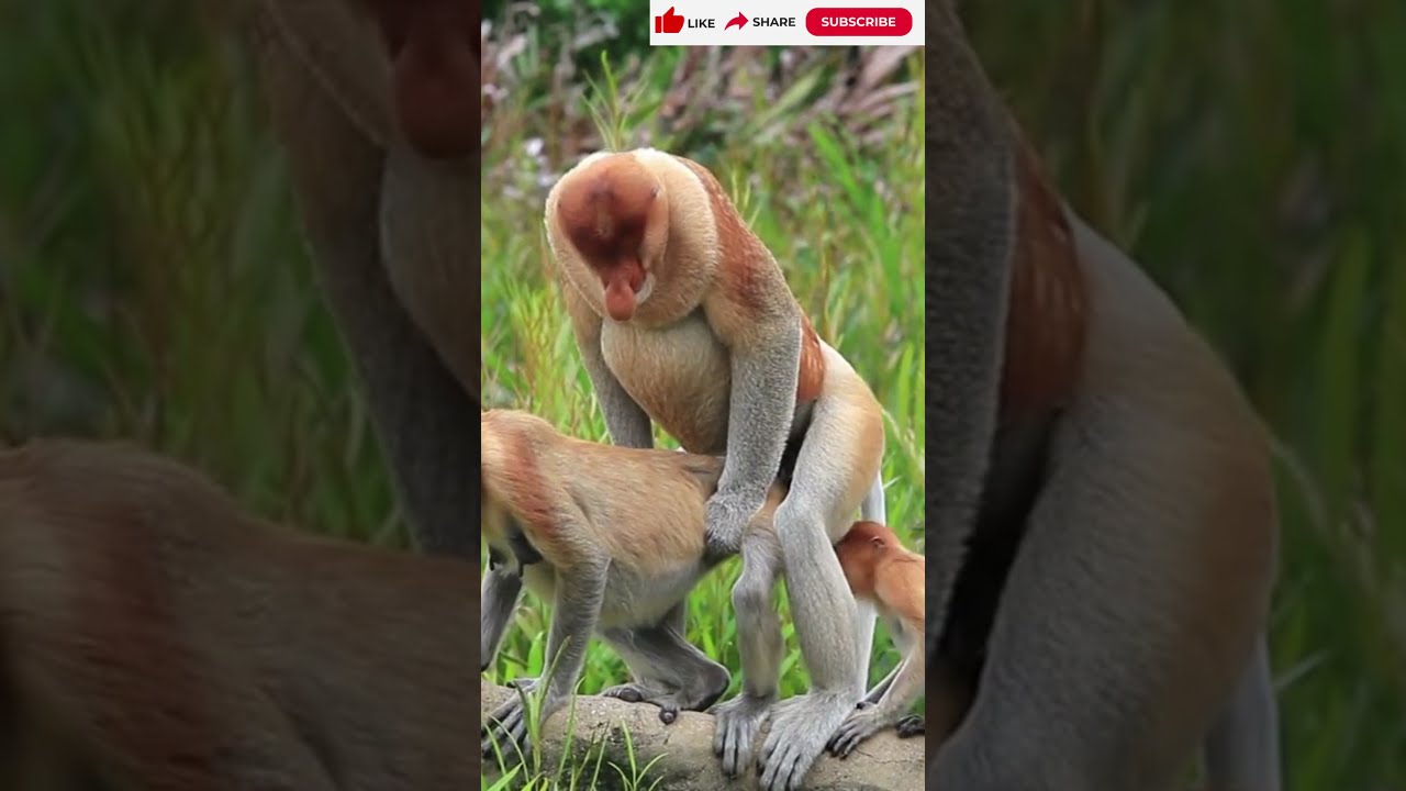 Macacos Namorando - Vida Intima Dos Macacos🐒 - Macacos Inteligentes - Animais Na Selva #shorts