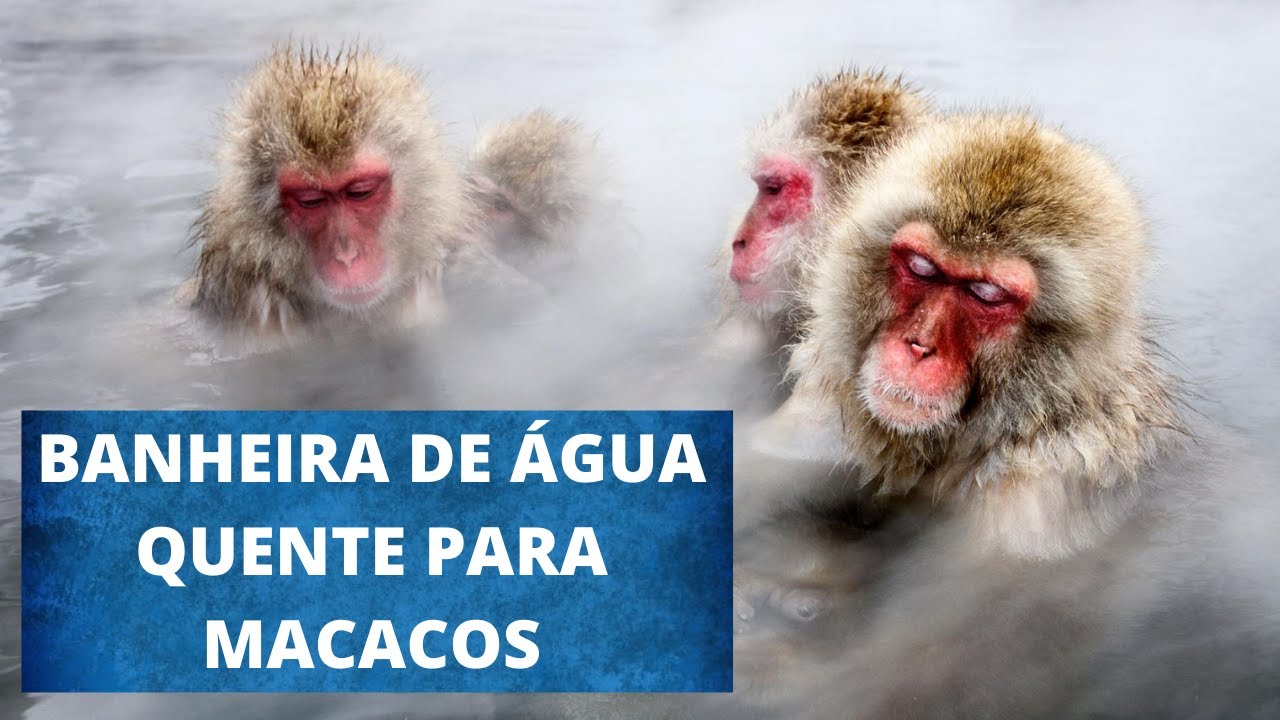 MACACOS TOMAM BANHO DE ÁGUA QUENTE? VEJA OS MACACOS JAPONESES EM UMA VERDADEIRA BANHEIRA NATURAL!