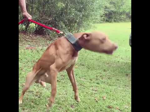 Machobuck bred PitBull 2k19