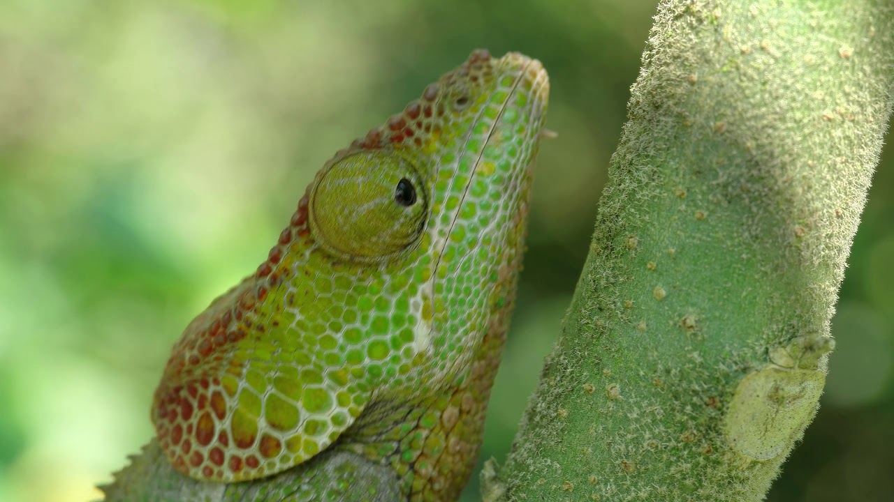 Madagascar (QHD 1440p Samsung Galaxy flagship sample)
