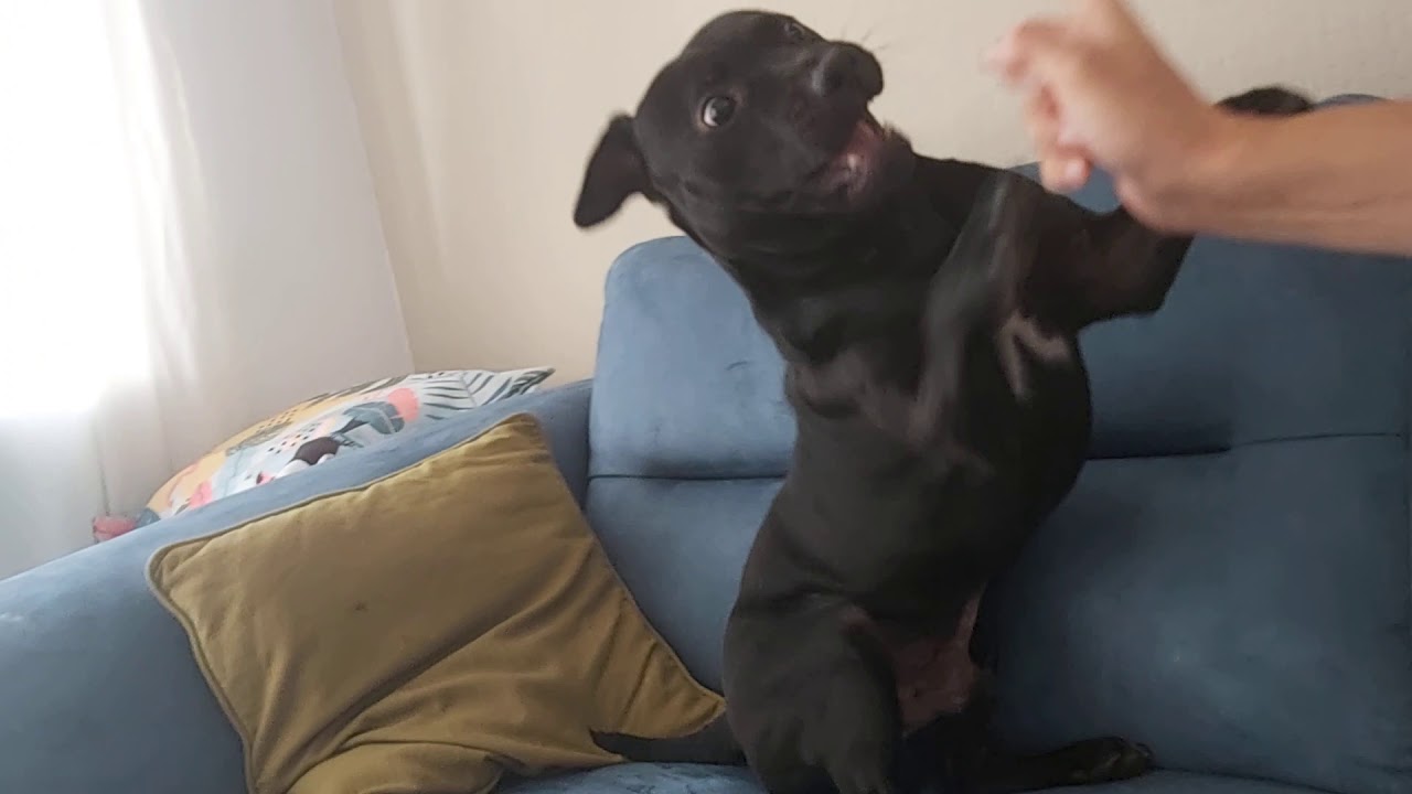 Madness? This is SPARTA! 1 yr PATTERDALE BSL ESTACADO rough play but gentle with teeth fang barking
