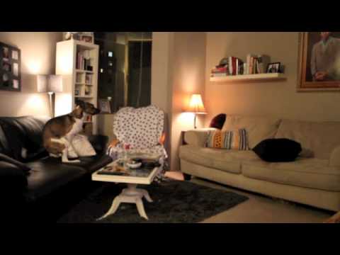 Make Zara Famous-Dog and Pillows