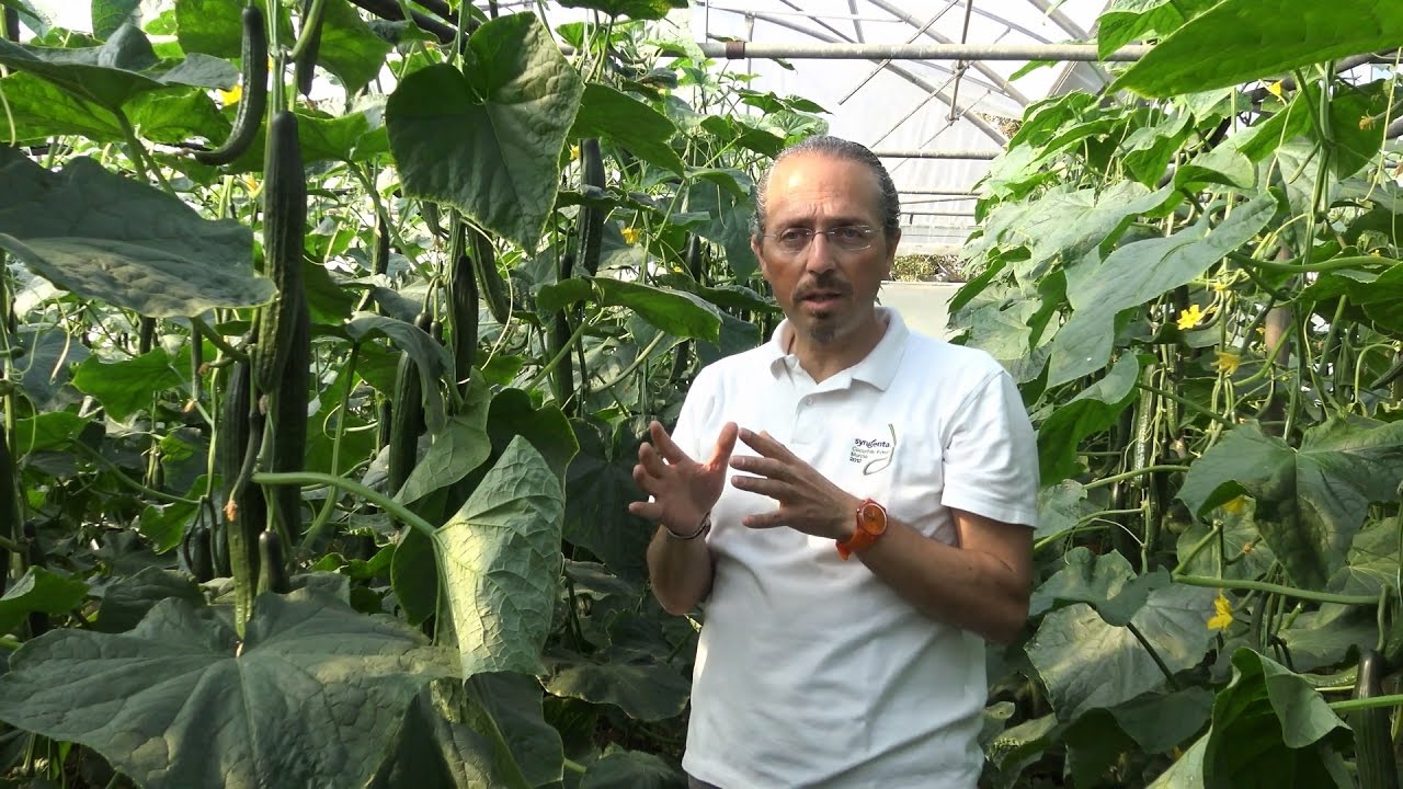 Makedon cucumber success in Greece