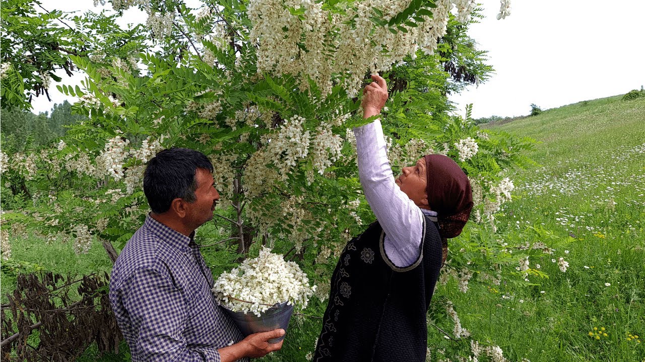 Making Natural Acacia Flower Jam and Delicious Lamb Dish
