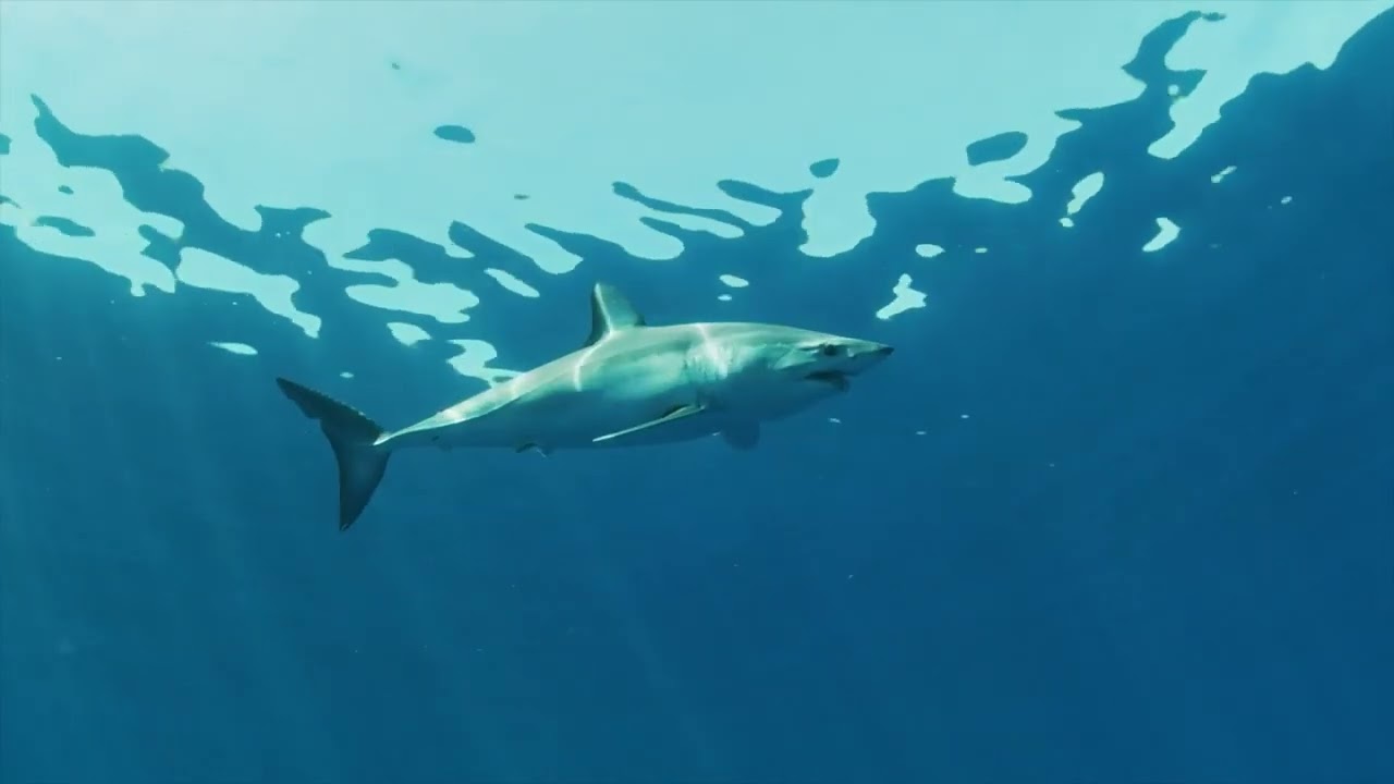 MAKO BACKGROUND