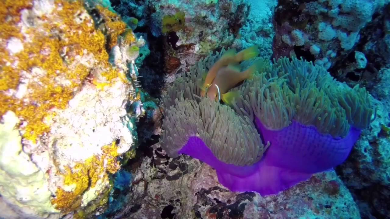 Maldives 2016 HD