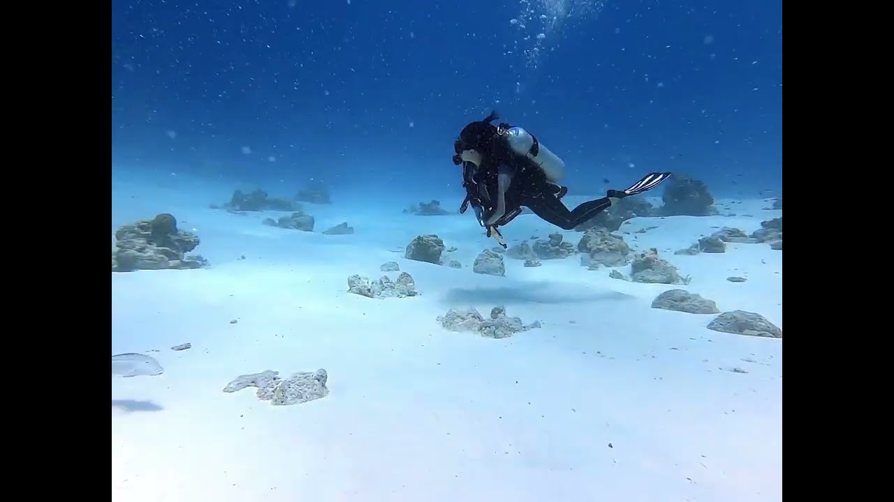 Maldivian Fish