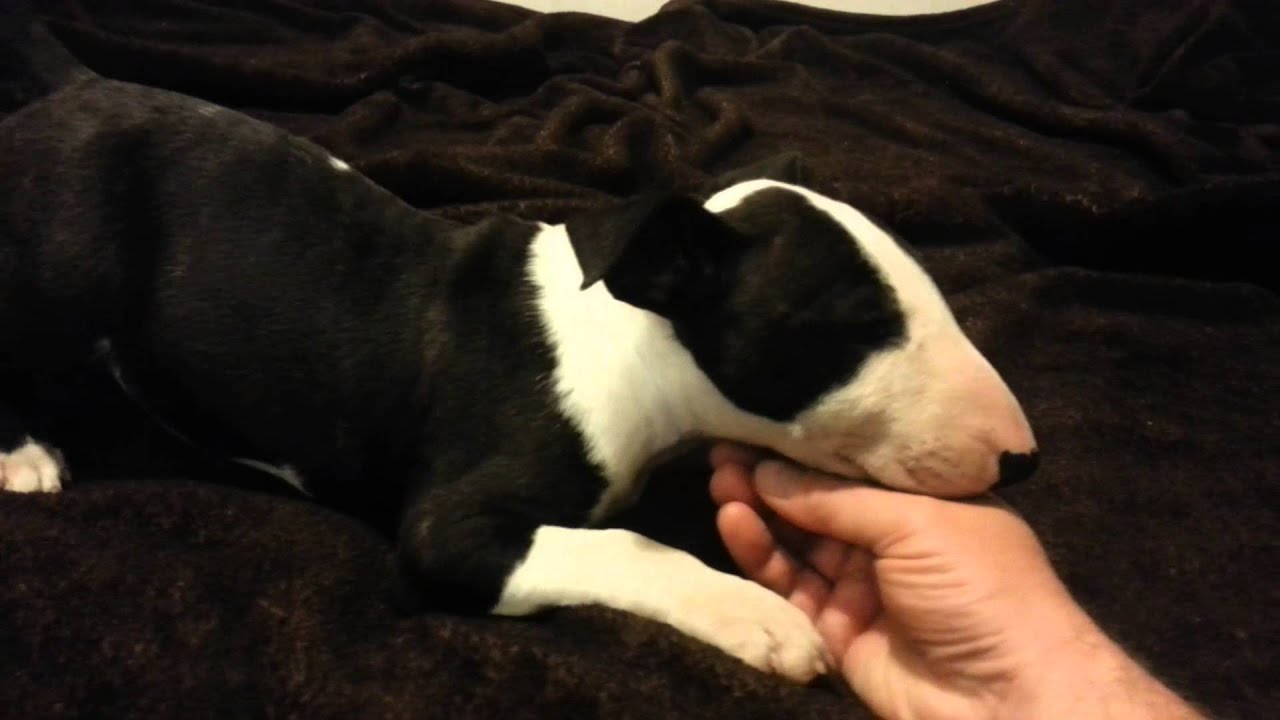 Male bull terrier pup pic-6 oct 2015