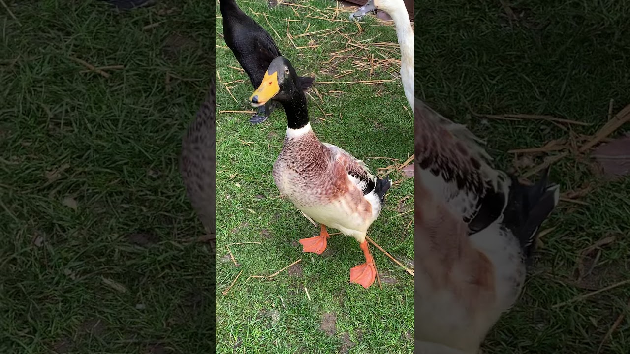 Male Indian Runner Duck sound