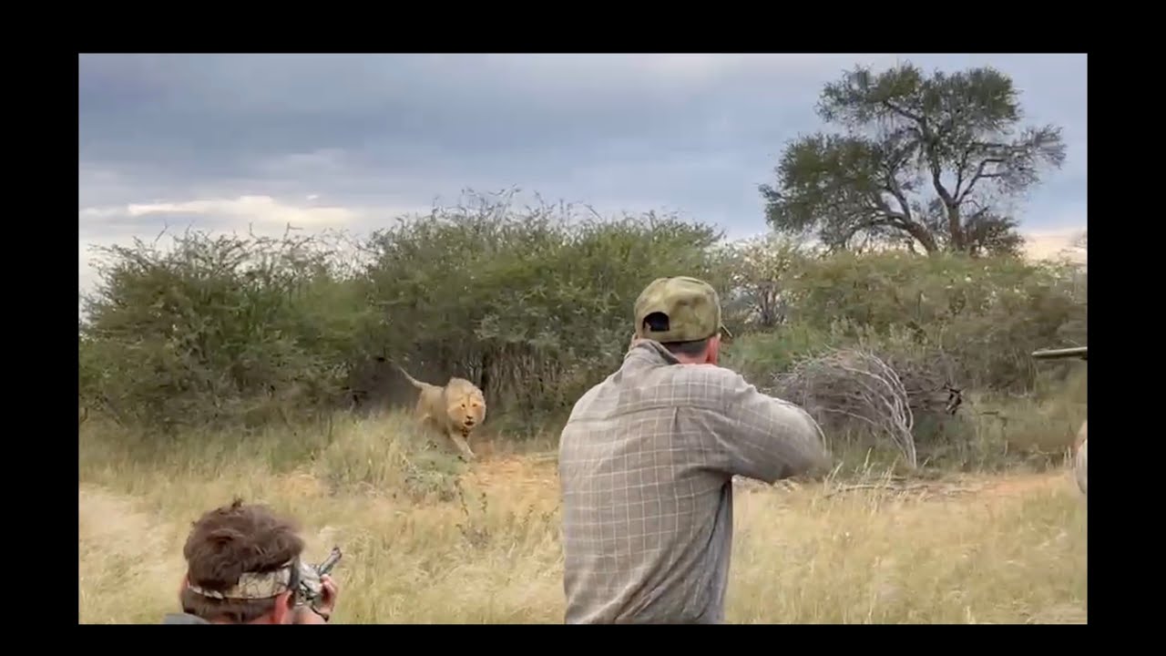 Male Lion Charge. Dangerous Game Hunting.