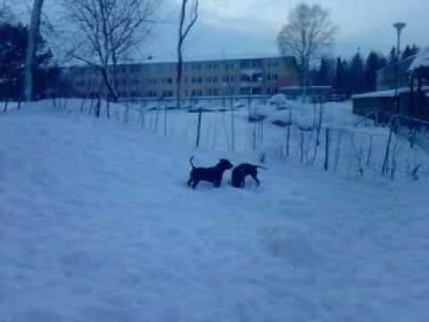 Male staffy and Female staffy playing 2