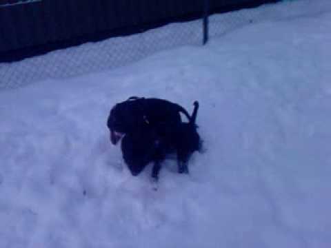 Male staffy and Female staffy playing
