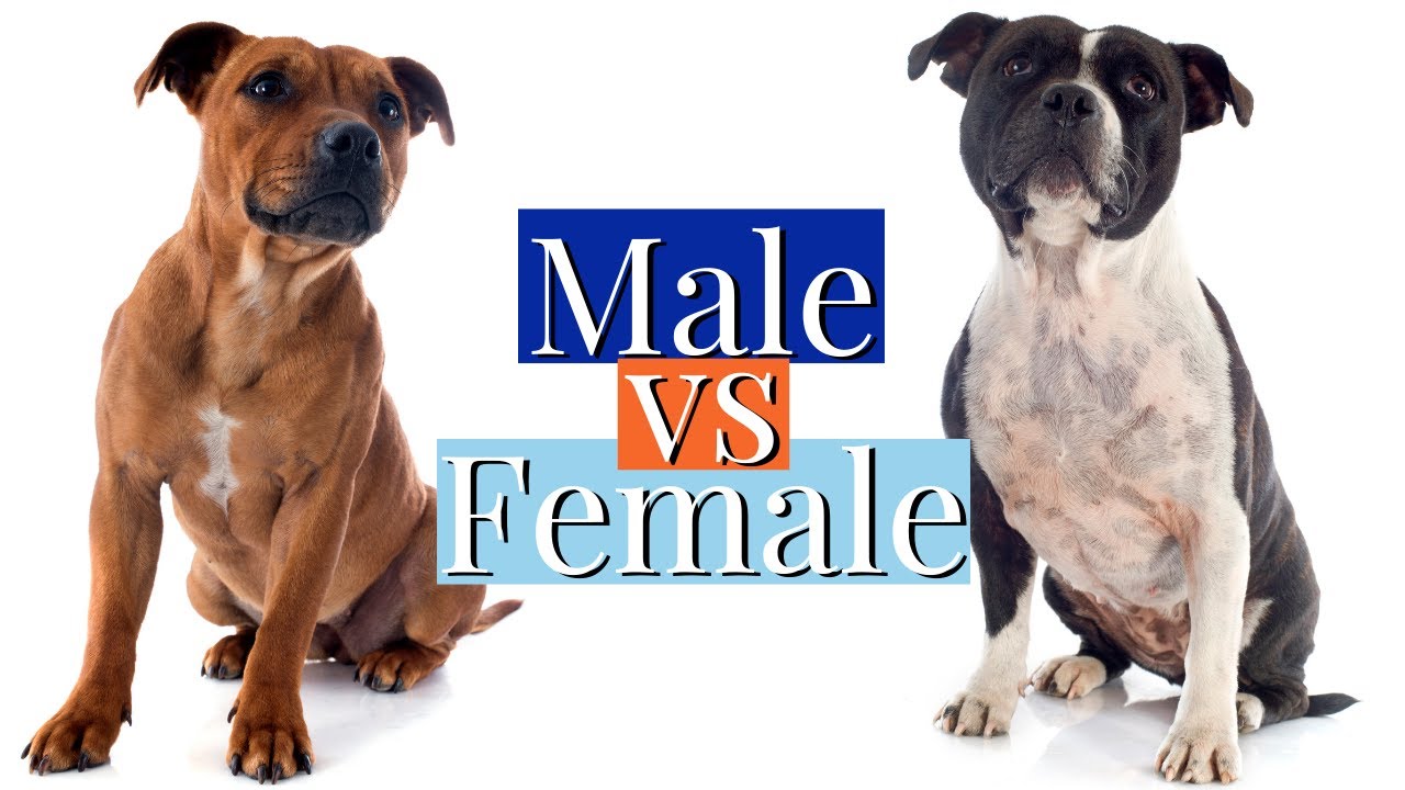 MALE VS FEMALE STAFFY: 3 KEY DIFFERENCES