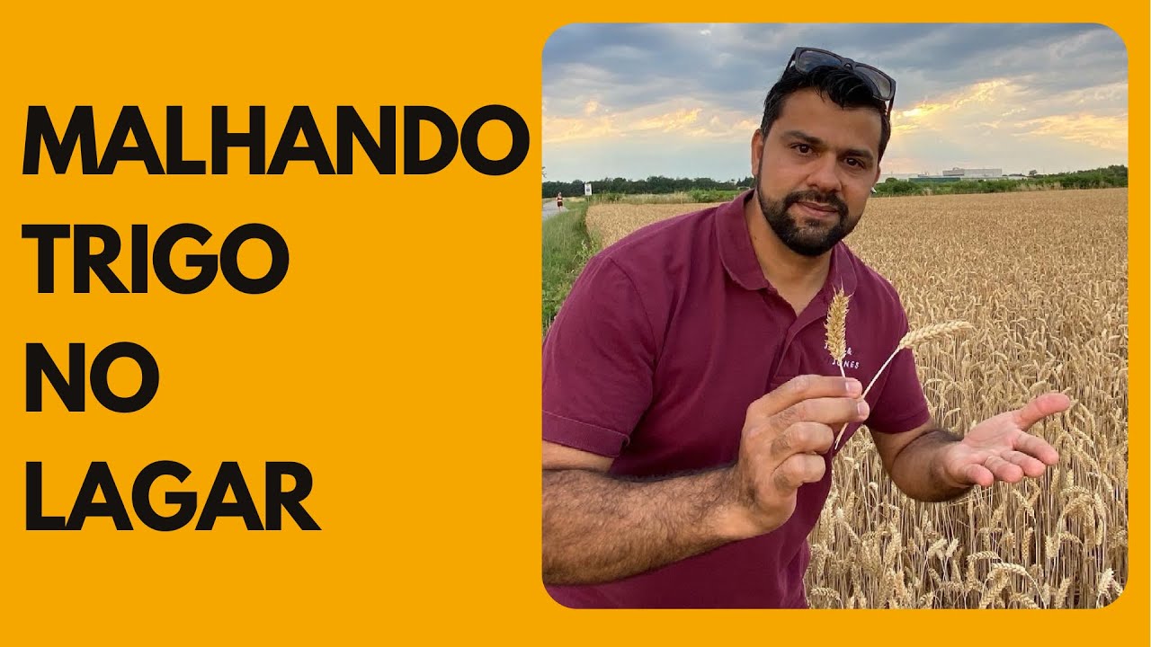 Malhando trigo no Lagar 🌾 🍇- || Caminhando com a Bíblia ||