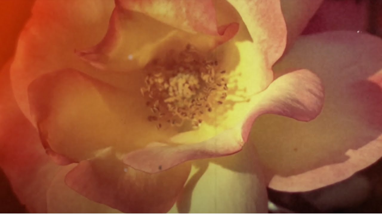 MALIA - 'More Than Love' Visual