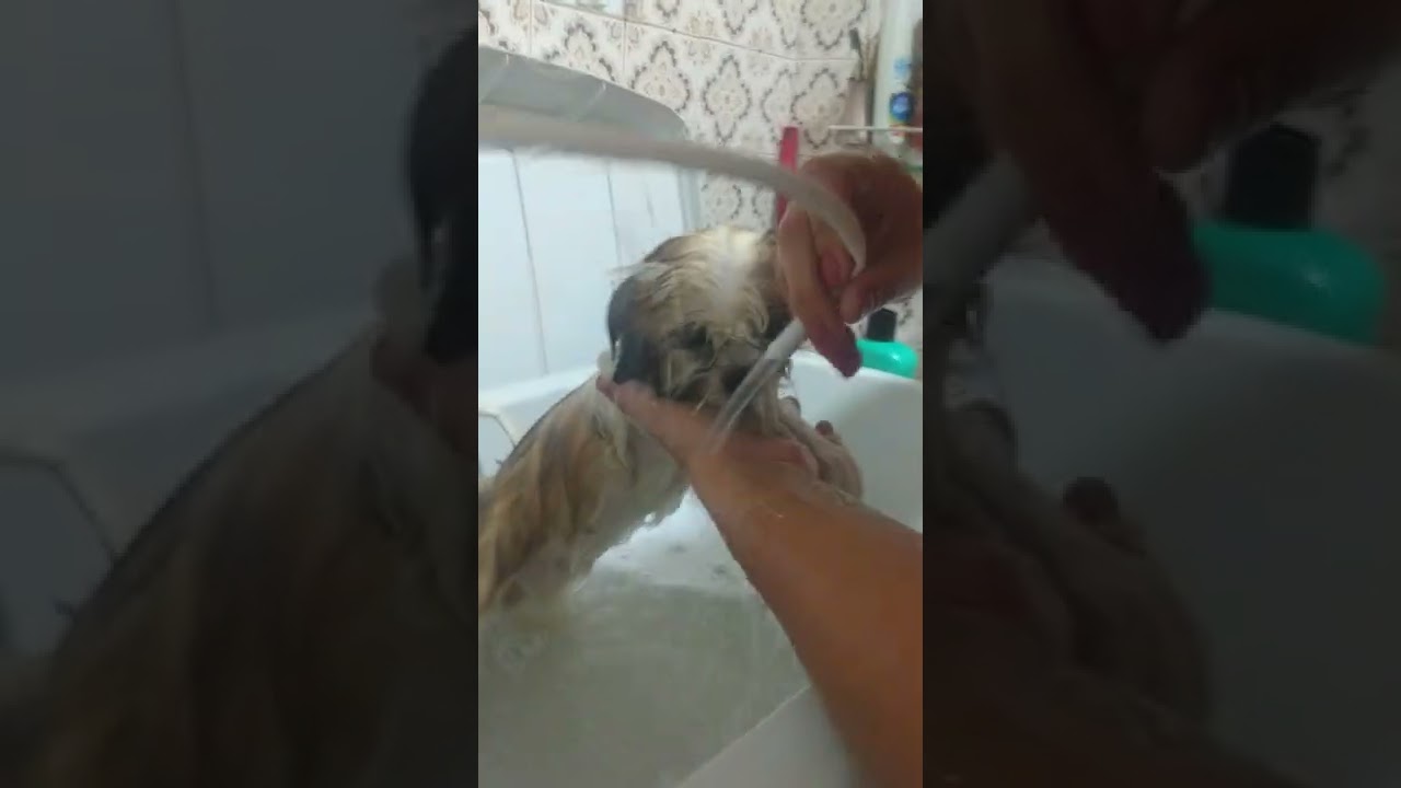 Malu tomou banho parte 5