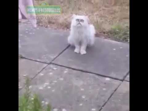Malucat
