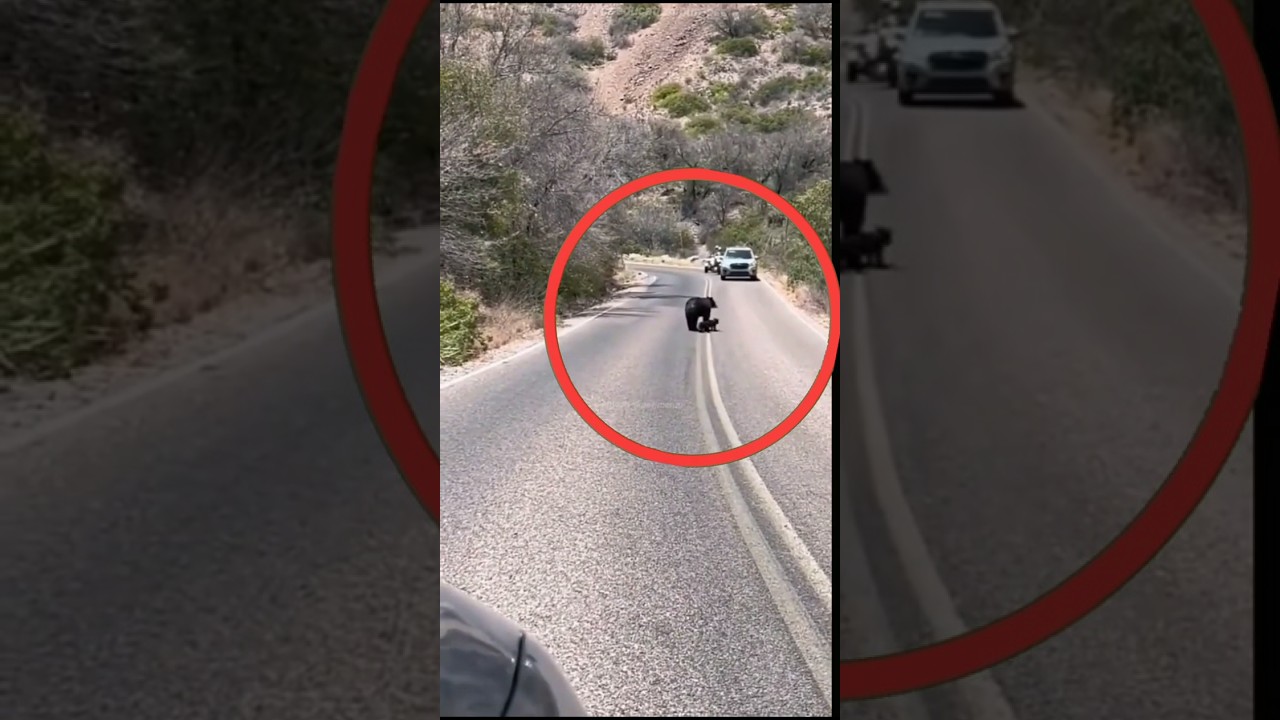 Mama Bear 🐻 Saves Her Cubs 🐾 in Traffic 🚗 | HEARTWARMING Moment! ❤️