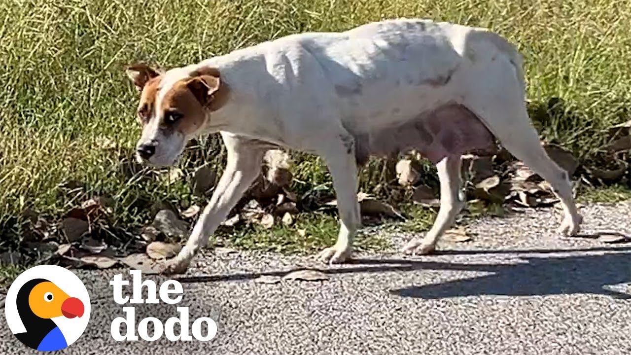 Mama Dog Was Hiding Her Puppies In Abandoned House | The Dodo