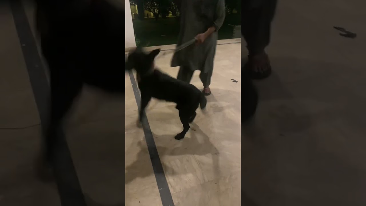 Mamba | Prince | APBT | Working 🐕🐶🤬😈 #youtubeshorts #ajwadawan #viral