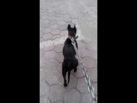mamba negra...  apbt