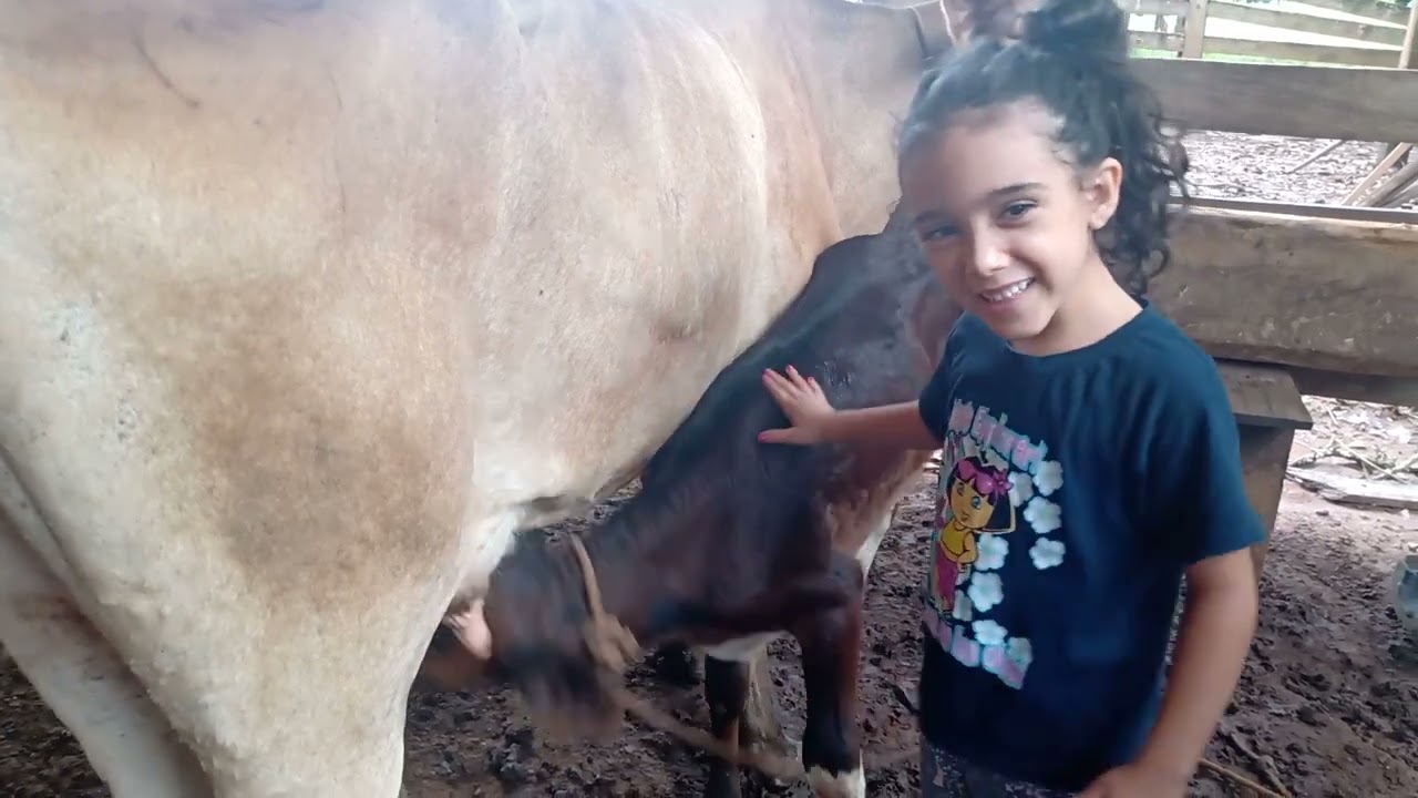 MAMEI NO PEITO DA VACA 🐮🐄