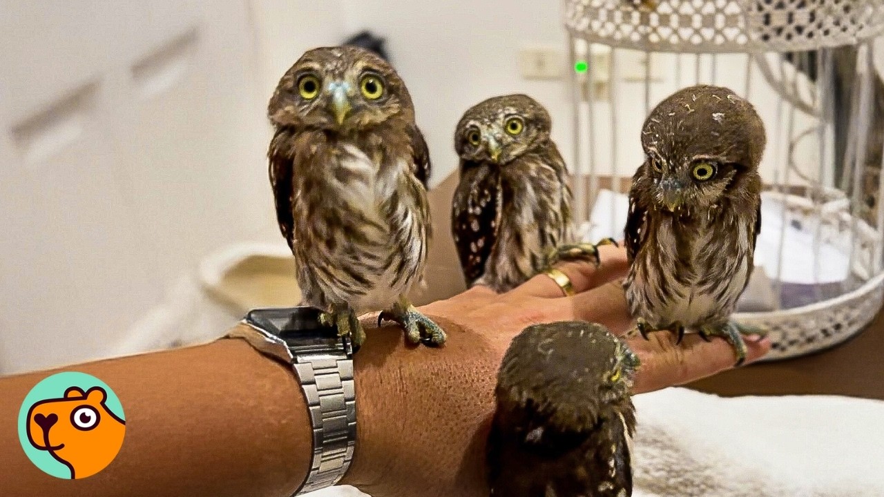 Man Becomes “Mom” To Baby Owls He Found In His Vent | Cuddle Buddies