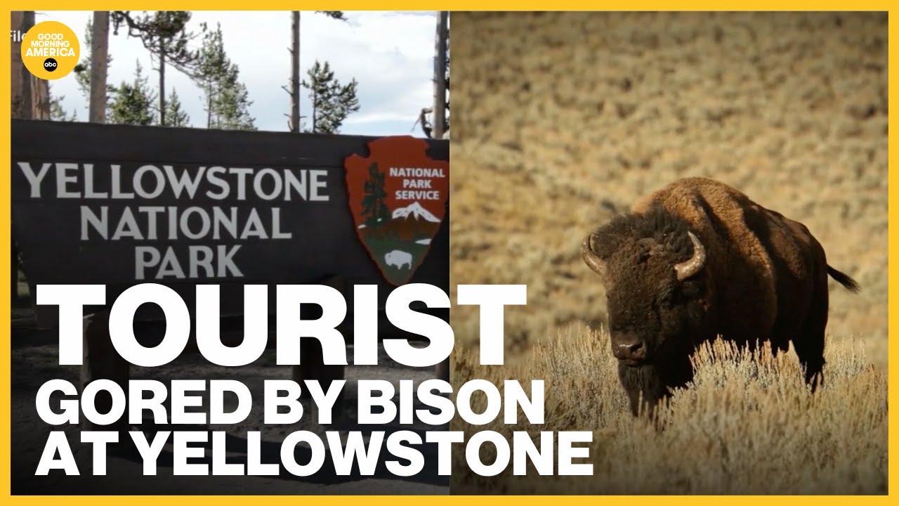 Man gored by bison at Yellowstone National Park