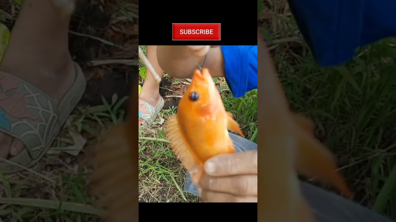 MANCING. Gak Nyangka Dapat Ikan Cantik
