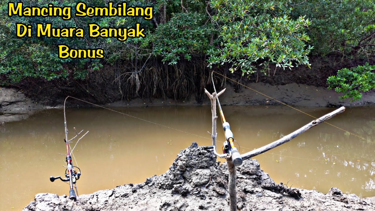 Mancing Sembilang Di Muara Banyak Bonus