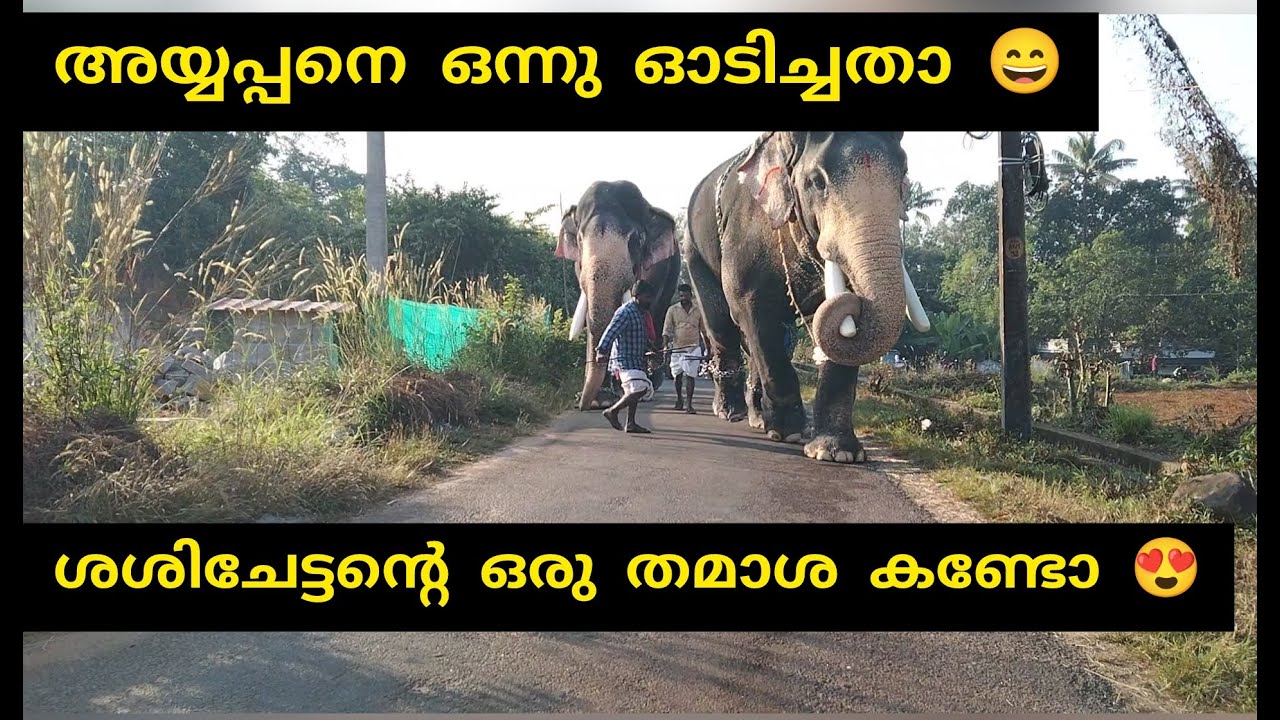 MANGALAMKUNNU AYYAPPAN l ശശിചേട്ടൻ അയ്യപ്പനെ ഒന്നു ഓടിച്ചതാ 😄