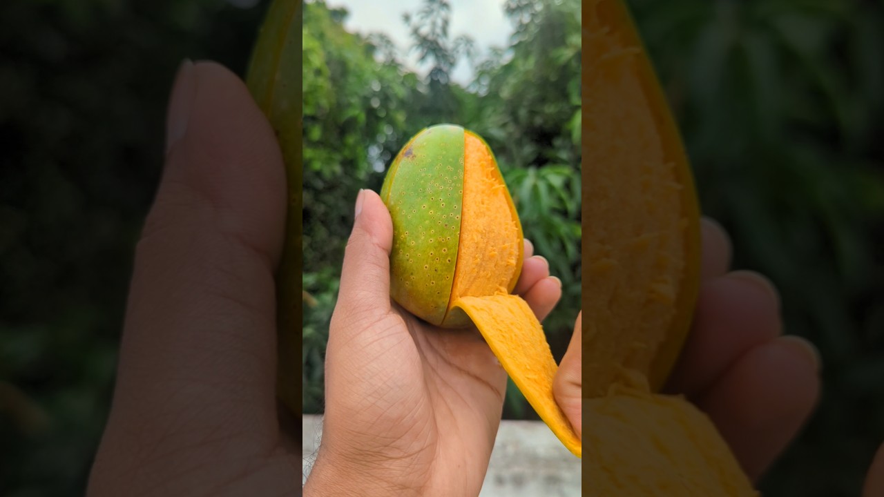 Mango Eating Easy Way 🥭🥭 #shorts #trending #food #fruit #mango
