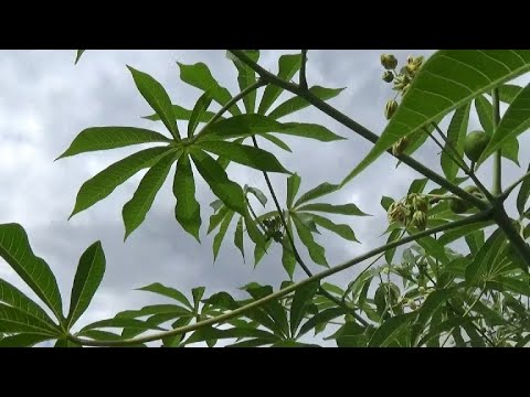 Manihot grahamii, Rapid Rate of Growth 2019 - 2020