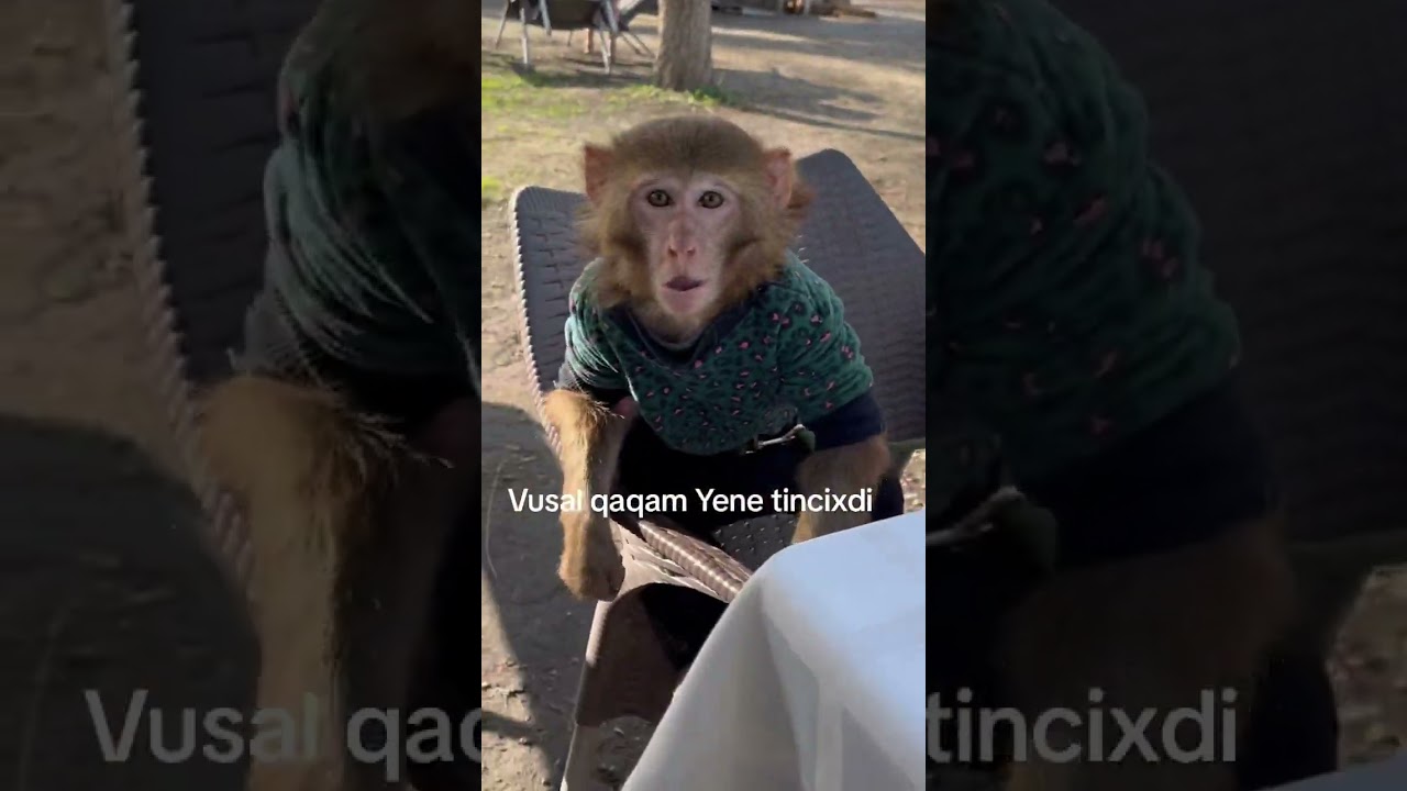 Manke Vusal meymun videolari
