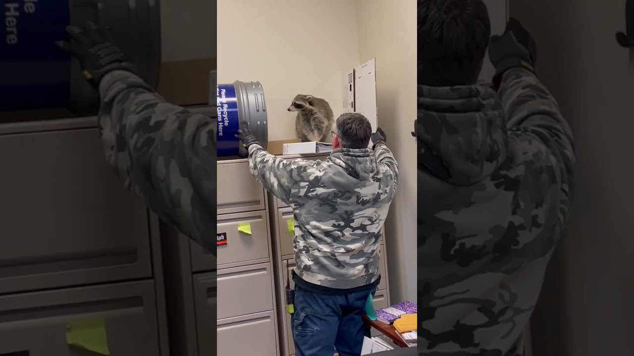 Man's Pants Fall Down While Trying to Catch Raccoon - 1486114