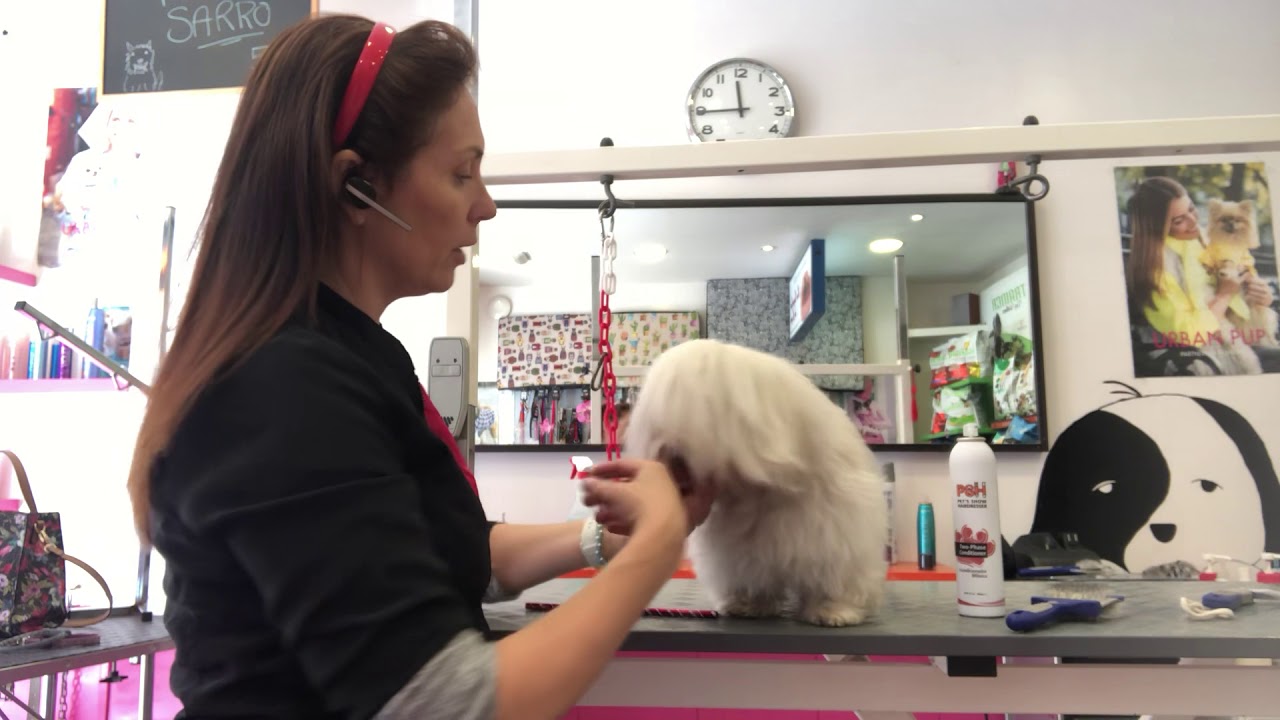 Mantenimiento del pelo en perros de pelo largo