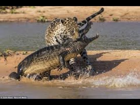 MAPAMBANO YA CHUI NA MAMBA NDANI YA MAJI